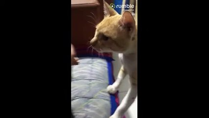 Jealous cat wants attention after hearing  meow  on person's phone (2)