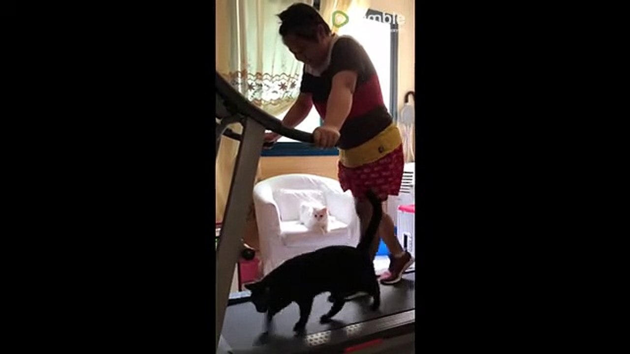 Cat joins owner on treadmill for workout session (2)