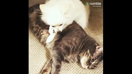 This pup decides to eat her treat right on top of the cat