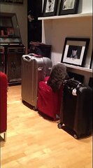 Curious cat gets stuck in a suitcase