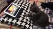 Cat learns to knead dough through tutorial video (2)