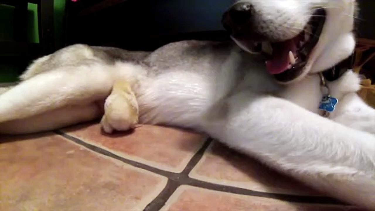 Husky and baby chick cuddle together