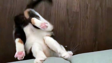 This kitty definitely has a case of the quarantine crazies (2)