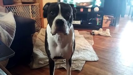 Think this Boxer is excited about going for a walk