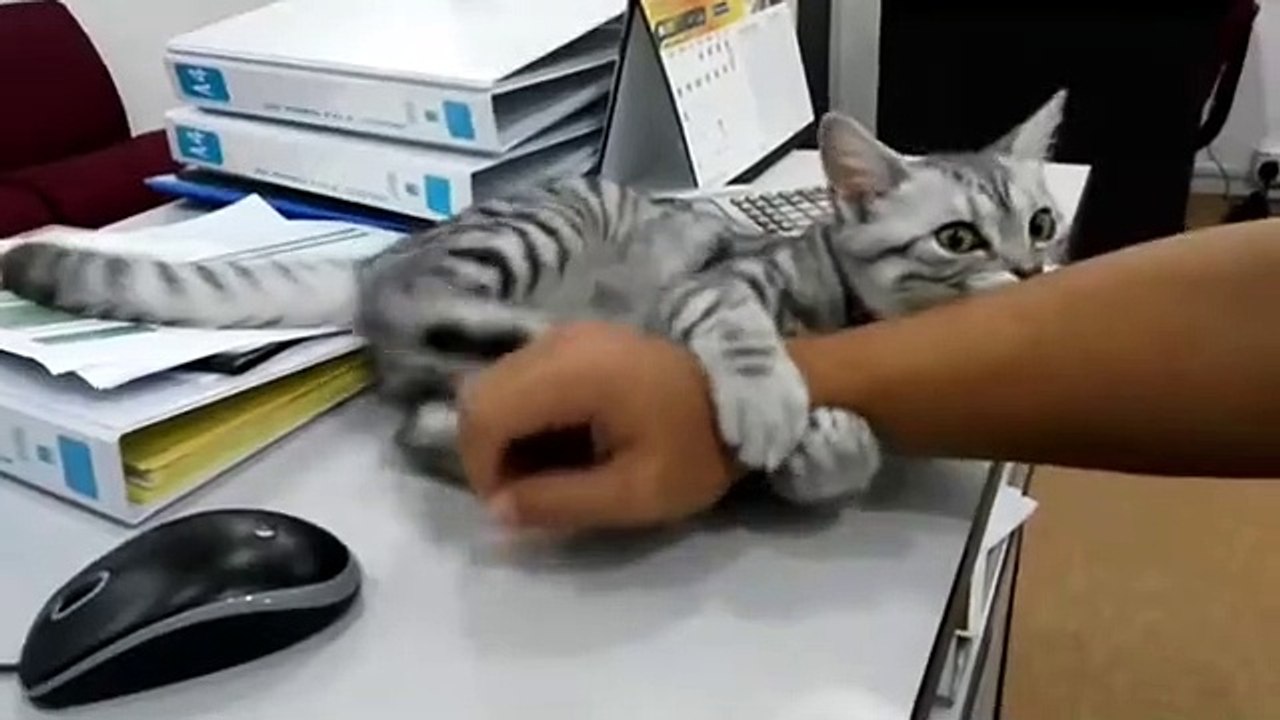 Stubborn cat won't let owner use mouse