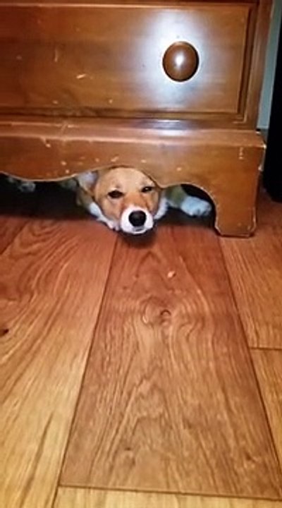 Corgi gets caught under drawer