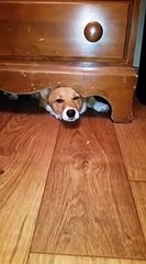 Corgi gets caught under drawer