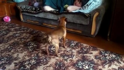 Dog begs for attention in peculiar way