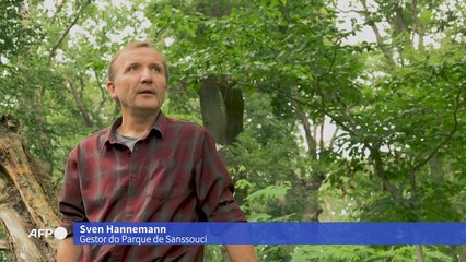 O Parque de Sanssouci na Alemanha sofre diante às mudanças climáticas