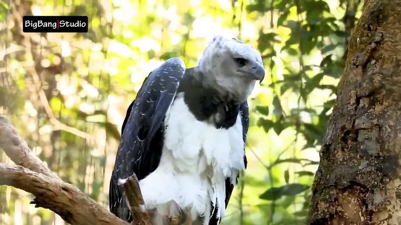 Wonders of Amazon Jungle _ Urdu_Hindi