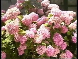 ΑΙ ΛΑΒ ΓΙΟΥ ΜΗΤΣΟ - 1988 - DVDRip - 720x576 part 1/1