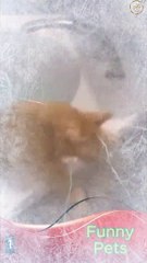 Part 1 Funny Pets Short