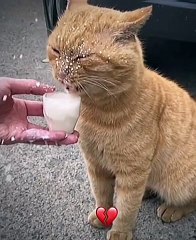 حيوانات أليفة لطيفةCute pets