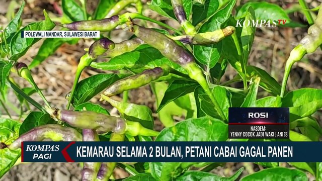 2 Bulan Diterpa Musim Kemarau, Petani Cabai di Polewali Mandar Merugi Akibat Gagal Panen!