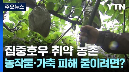 집중호우에 취약한 농촌...농작물·가축 피해 줄이려면? / YTN