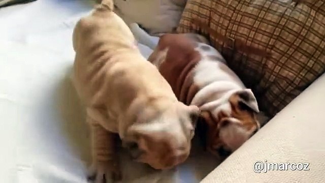 English Bulldog puppies adorably play together