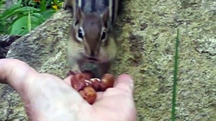 Chipmunk family rushes to gather nuts for the winter