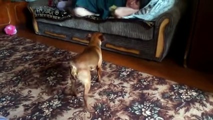 Dog begs for attention in peculiar way