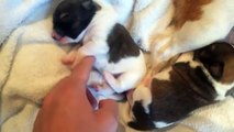 Cuteness overload Tickling newborn puppies
