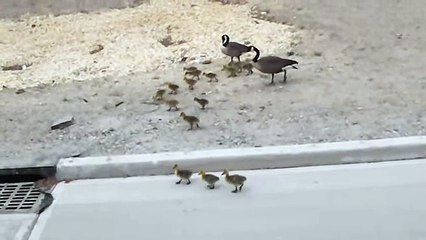 Incredibly large family of Geese enjoy a stroll