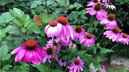 বাংলা চটি | বাগানের সৌন্দর্য দেখুন ও সত্য ঘটনা শুনুন