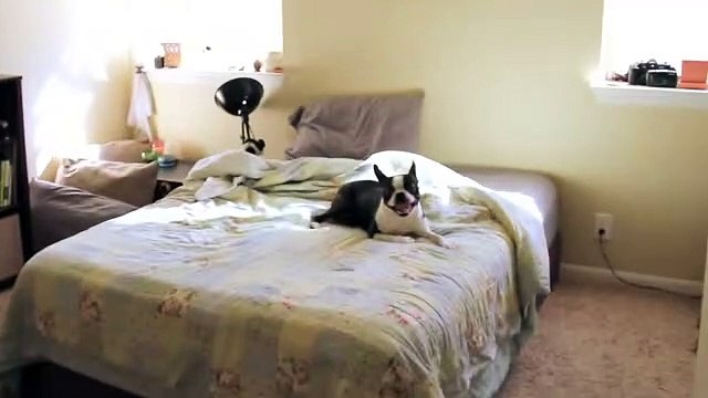 Excited Boston Terrier runs in circles for playtime