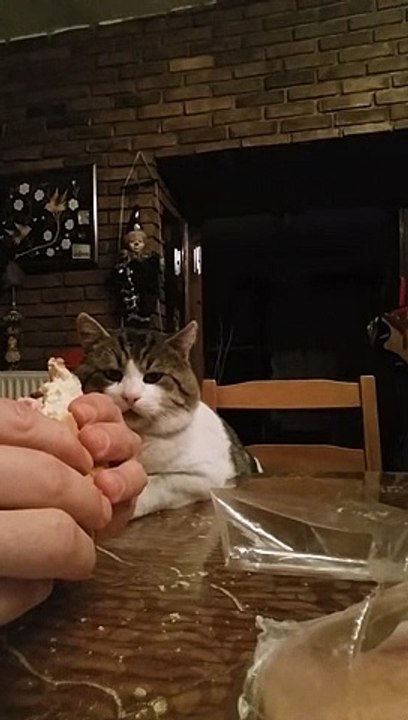 Cat needs to work on his table manners