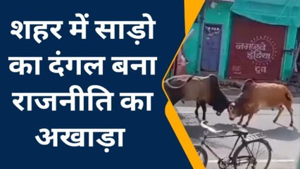 फर्रूखाबाद: शहर में सांडों का दंगल बना राजनीति का अखाड़ा, सपा मुखिया ने किया ट्वीट