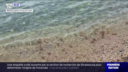 Dans le Var, les méduses envahissent les plages