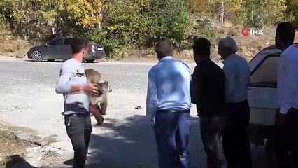 Ayılar kovaladı, vatandaşlar kaçtı