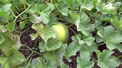 Baldan tatlı 'Süheyla kavunu'nda hasat zamanı