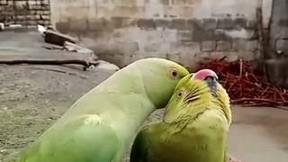 Parrot 