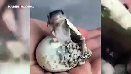 Bir kobra yılanını hiç bu kadar sevimli görmediniz! İşte yumurtadan çıkış anı...