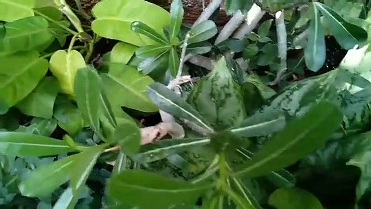 How_To_Make_Your_Plants_Lush_Green____Podon_Ki_Hifazat____Haray_Bharay_Poday(360p)