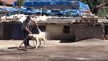 Demande d'enregistrement international et de production pour les chiens Aksaray Malaklısı