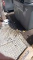 Tiran a dos cachorros a un contenedor de basura en Santa Cruz de Tenerife