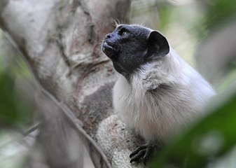 Los Monos Cambian Su Forma De Comunicar Dependiendo De Dónde Viven