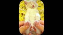 Kucing Lucu - Kumpulan Kucing Lucu__ Funny Cat and Dog - Funny Animal #1, _Daredevil Cats