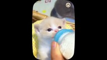 Cute funny animal videos 2023 kucing lucu meong meong _ Part 5