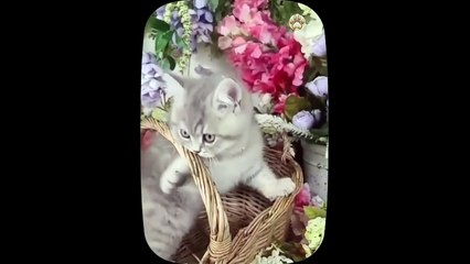 Top The Most Popular Naughty Kittens Videos - Cute and Funny Cat Videos Compilation _ Part 4