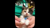 Cute little cat  animals 2023 video catvideos _ Part 9