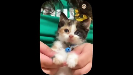 Cute little cat  animals 2023 video catvideos _ Part 9