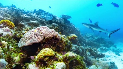 #1 新時代の幕開け BBC Earth 2021 エイジ・オブ・ネイチャー 守るべき地球