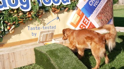 Millions of dog owners have no idea what is in their pet's food, according to research