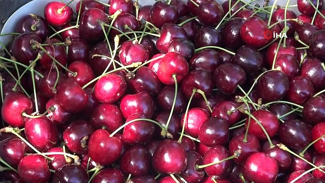 Coğrafi İşaretli 'Napolyon' Kirazında Son Hasat Yüzleri Güldürdü