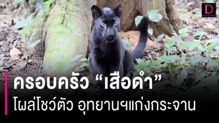 ป่าสมบูรณ์! ครอบครัว "เสือดำ" โผล่โชว์ตัว อุทยานฯแก่งกระจาน | HOTSHOT เดลินิวส์ 10/08/66