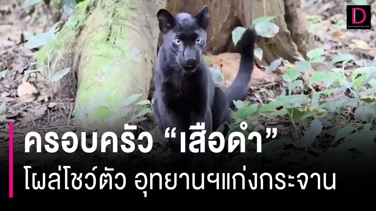 ป่าสมบูรณ์! ครอบครัว "เสือดำ" โผล่โชว์ตัว อุทยานฯแก่งกระจาน | HOTSHOT เดลินิวส์ 10/08/66