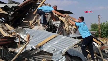Une chouette effraie prise au piège lors d'un tremblement de terre sauvée