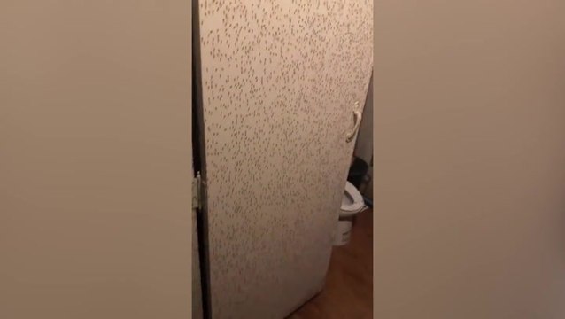 That will bug you: Thousands of mosquitoes take over walls of bathroom