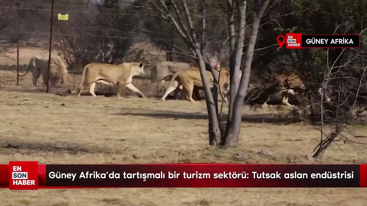 Güney Afrika'da tartışmalı bir turizm sektörü: Tutsak aslan endüstrisi